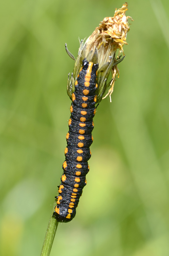 Bruco da id. - Cucullia (Cucullia) lucifuga